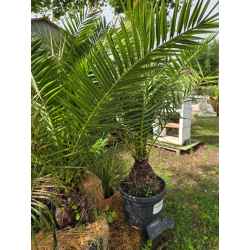 plantes  méditerranéenne...