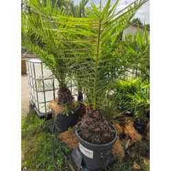 plantes  méditerranéenne  agrumes