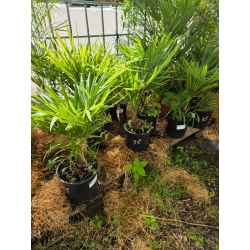 plantes  méditerranéenne  agrumes