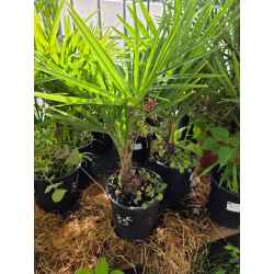 plantes  méditerranéenne  agrumes