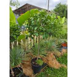 plantes  méditerranéenne  agrumes