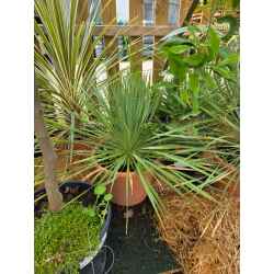 plantes  méditerranéenne  agrumes