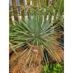 plantes  méditerranéenne  agrumes