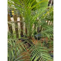 plantes  méditerranéenne  agrumes