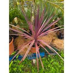 plantes  méditerranéenne  agrumes