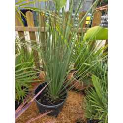 plantes  méditerranéenne  agrumes