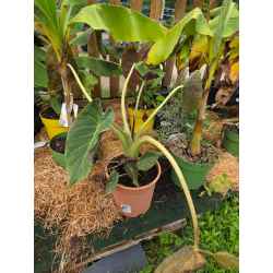 plantes  méditerranéenne  agrumes