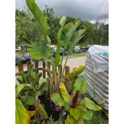 plantes  méditerranéenne  agrumes